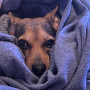 Meet your Posher, Lane